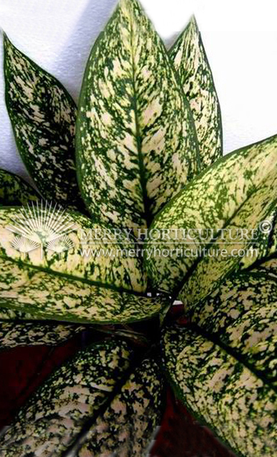 Aglaonema Round